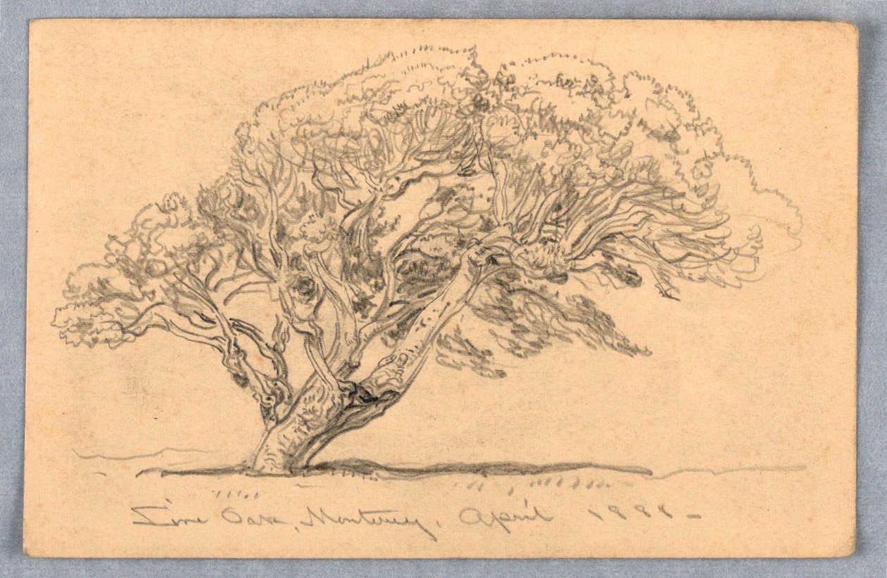 Disegno, Studi. Alberi, Santa Barbara, California, 1888 da Samuel Colman
