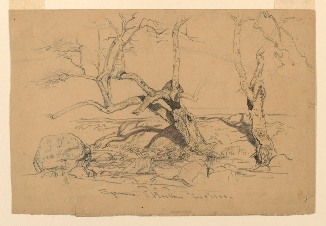 Disegno, studi. Alberi, Santa Barbara, California, 3 febbraio 1888 da Samuel Colman
