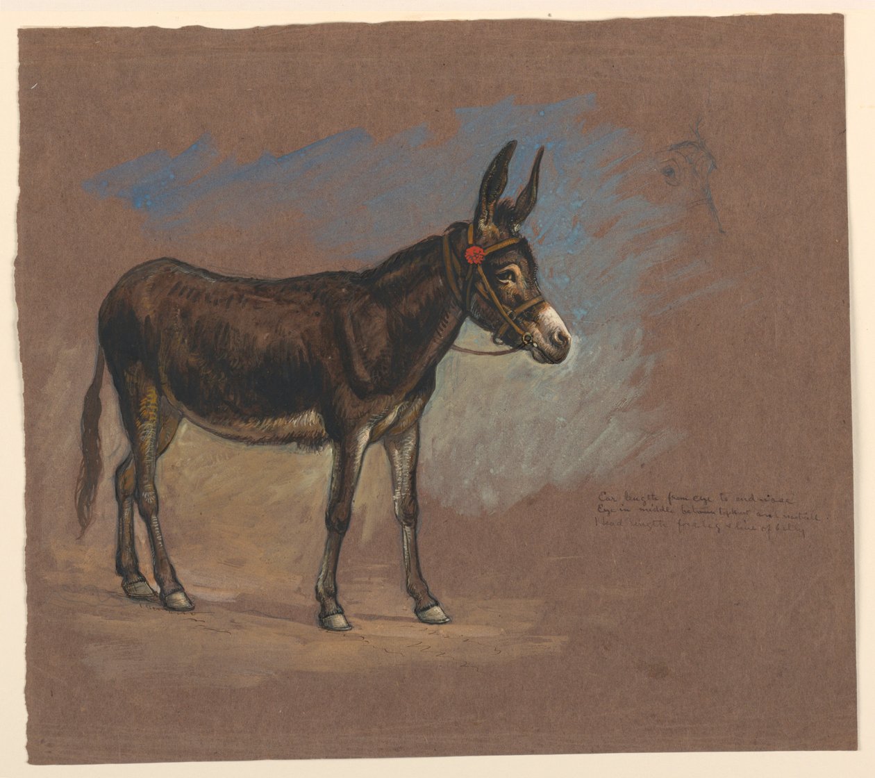Disegno, studio. Un mulo, 1872-75 da Samuel Colman