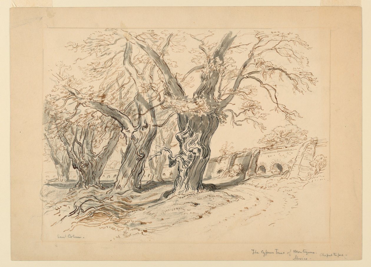 Disegno, studio per Gli alberi di cipresso di Montezuma, Parco di Chapultepec, Messico da Samuel Colman