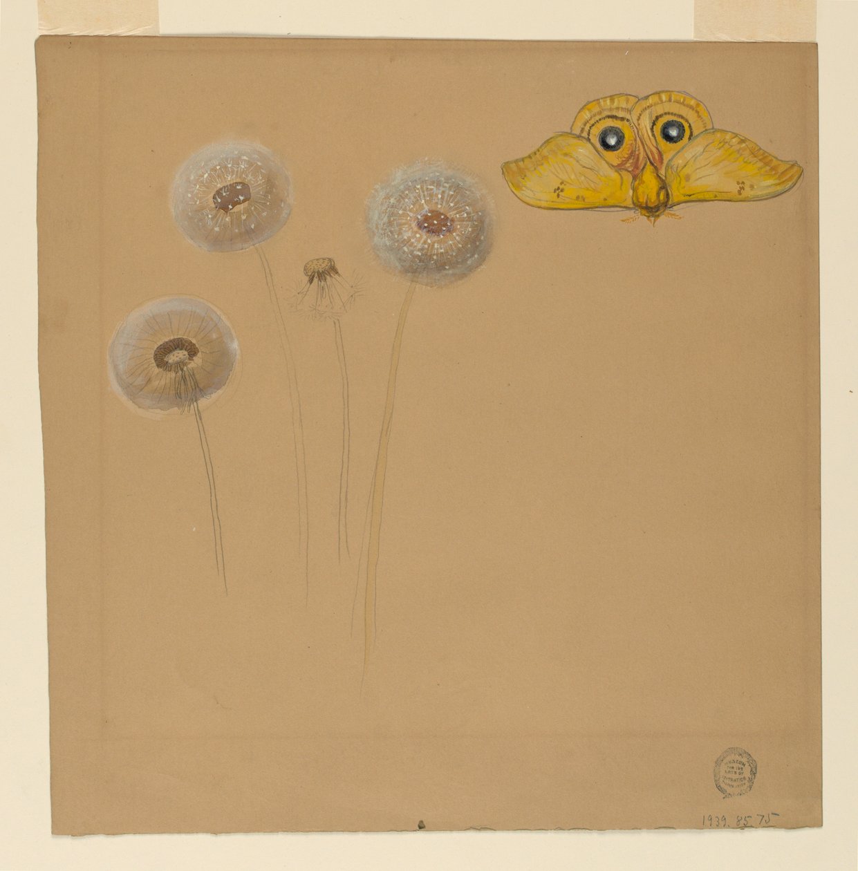 Disegno, studio di margherita bianca, stelo di camomilla con due petali e un petalo di camomilla, 1875-90 da Samuel Colman