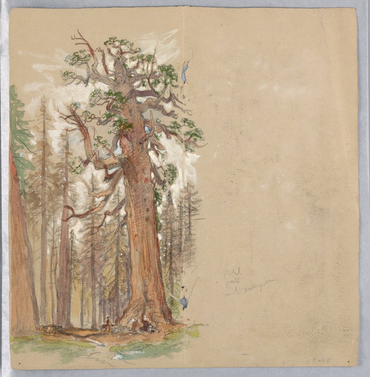Quercia e Sempreverde da Samuel Colman