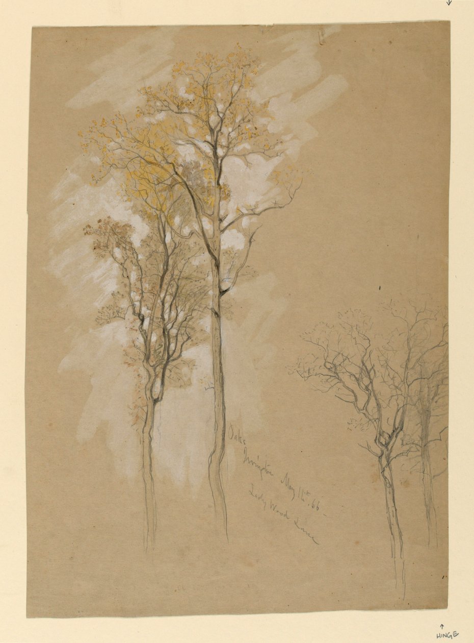 Querce, Lady Wood Lane, Irvington da Samuel Colman