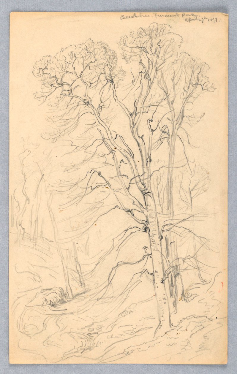 Schizzi di alberi da Samuel Colman