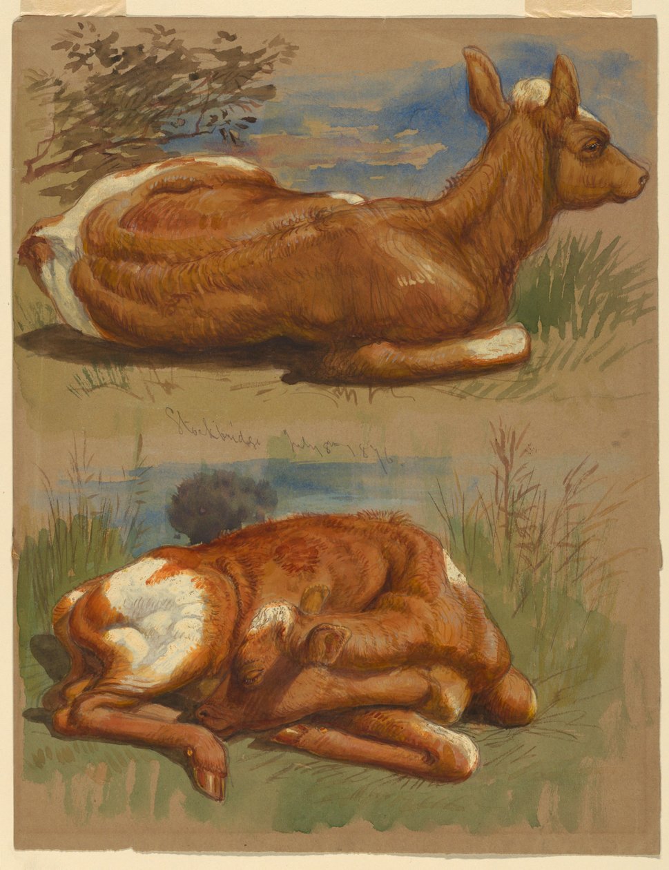Studi di vitelli, Stockbridge da Samuel Colman