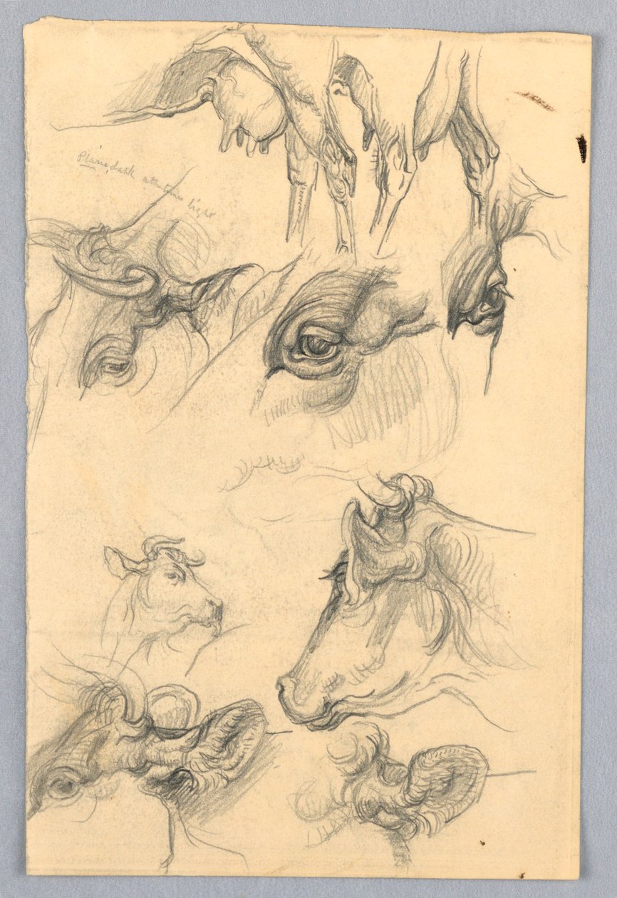 Studi di mucche da Samuel Colman