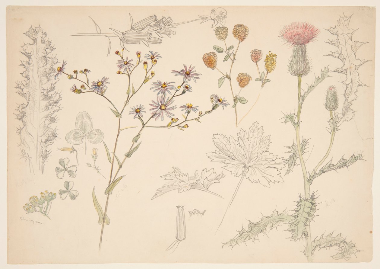 Studi di fiori di prato da Samuel Colman