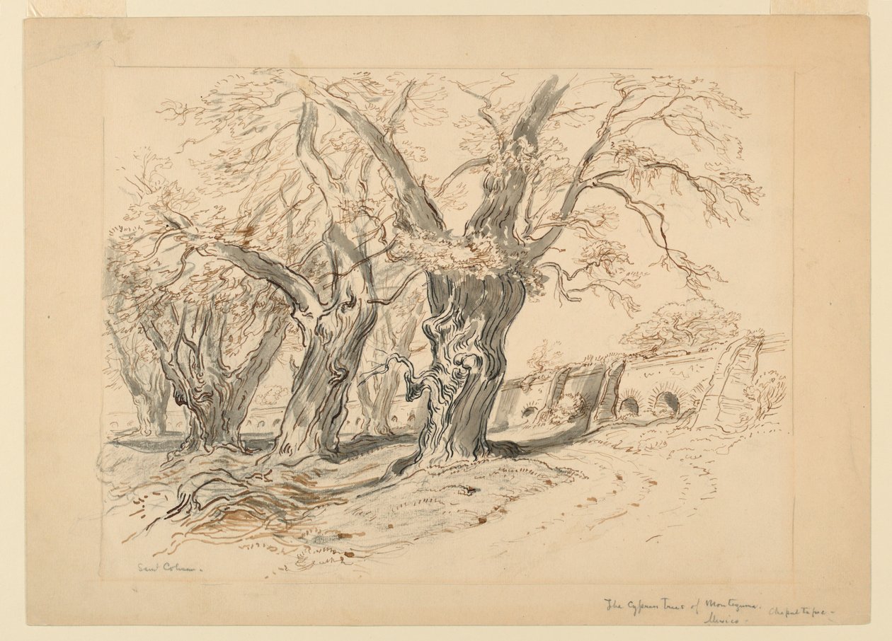 Studio per I Cipressi di Montezuma, Parco di Chapultepec, Messico da Samuel Colman