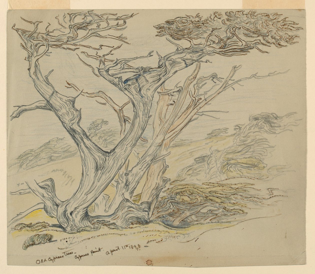 Studio di Vecchi Cipressi, Cypress Point da Samuel Colman