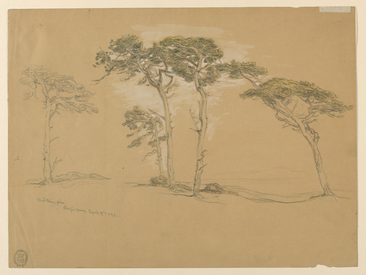 Pini al vento, Pacific Grove. Verso: Strada costiera del Pacifico verso Point Sur. da Samuel Colman