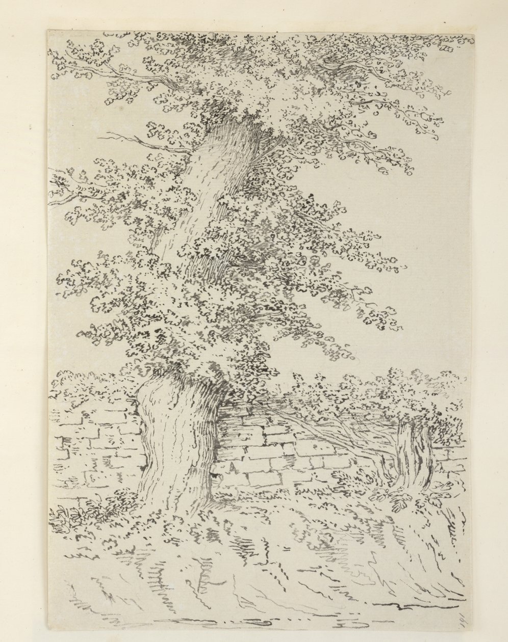 Un olmo a Bedminster da Samuel Hieronymous Grimm