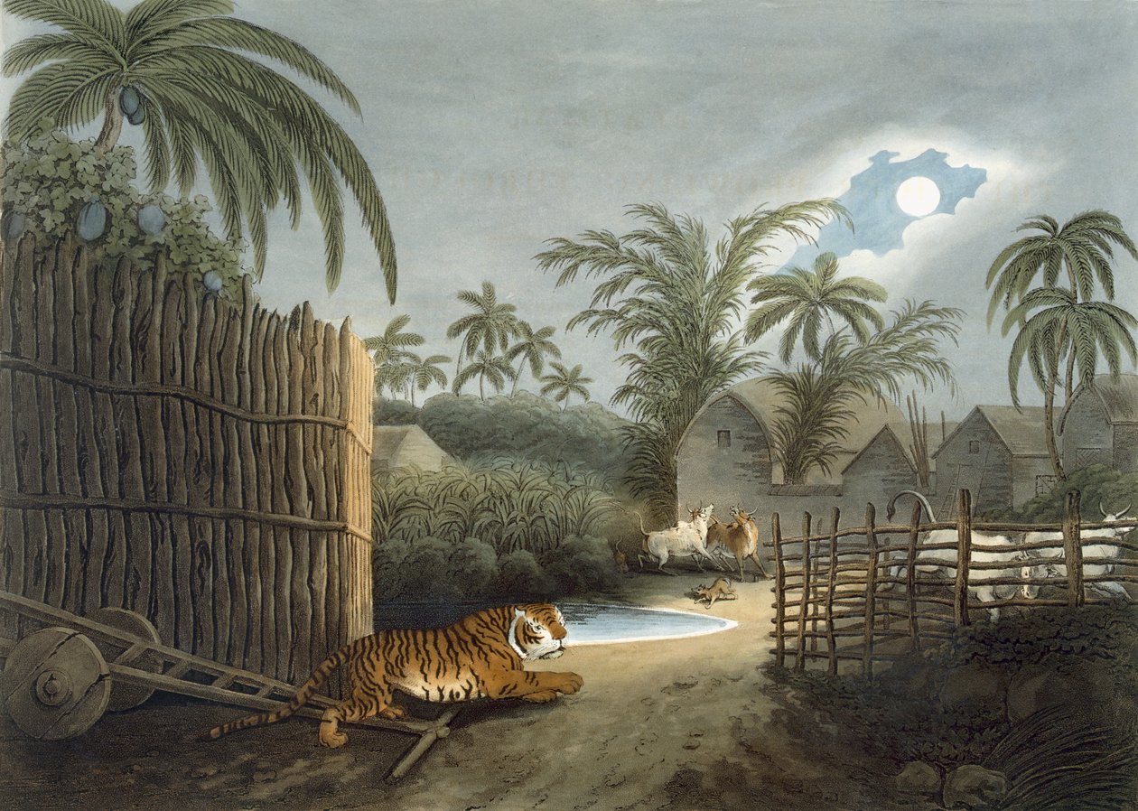 Una tigre che si aggira per un villaggio (bestiame in terrore), da 