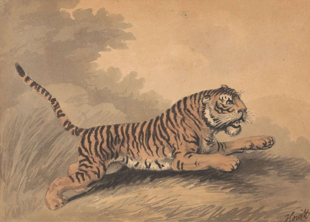 Eine Tigerin springt nach rechts da Samuel Howitt