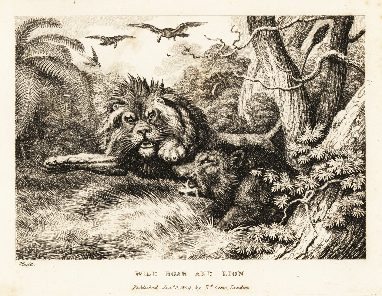 Un leone e un cinghiale selvatico combattono mentre gli avvoltoi girano sopra. 1811 (incisione) da Samuel Howitt