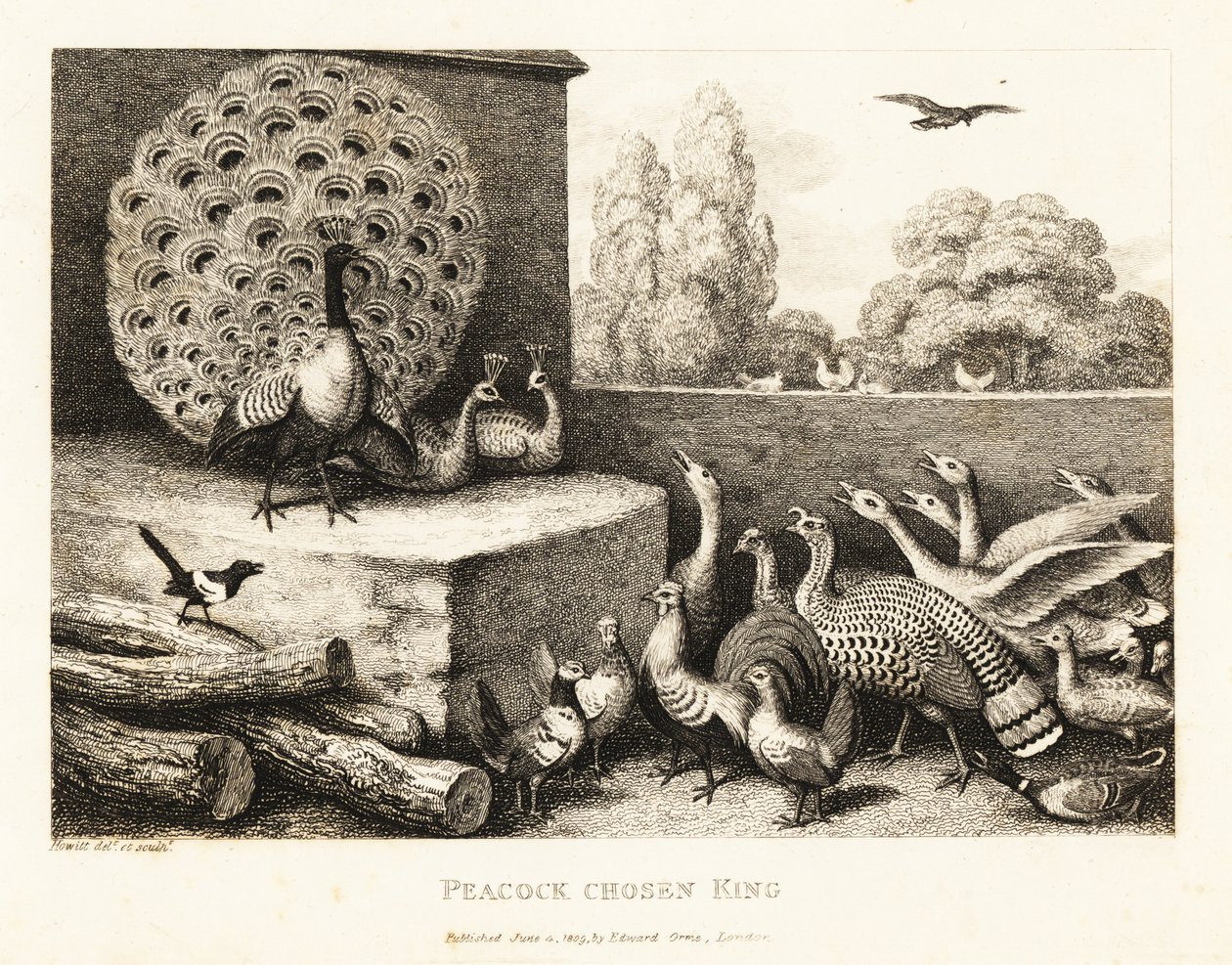 Un pavone scelto come re degli uccelli della fattoria. 1811 (incisione) da Samuel Howitt