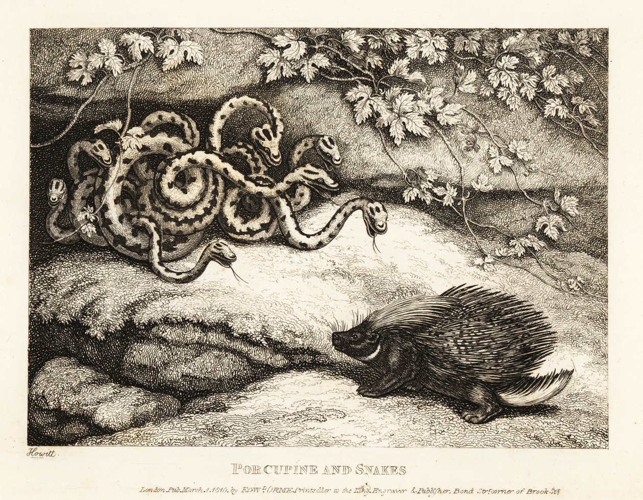 Le penne affilate di un istrice scacciano un nido di serpenti da una caverna. 1811 (incisione) da Samuel Howitt
