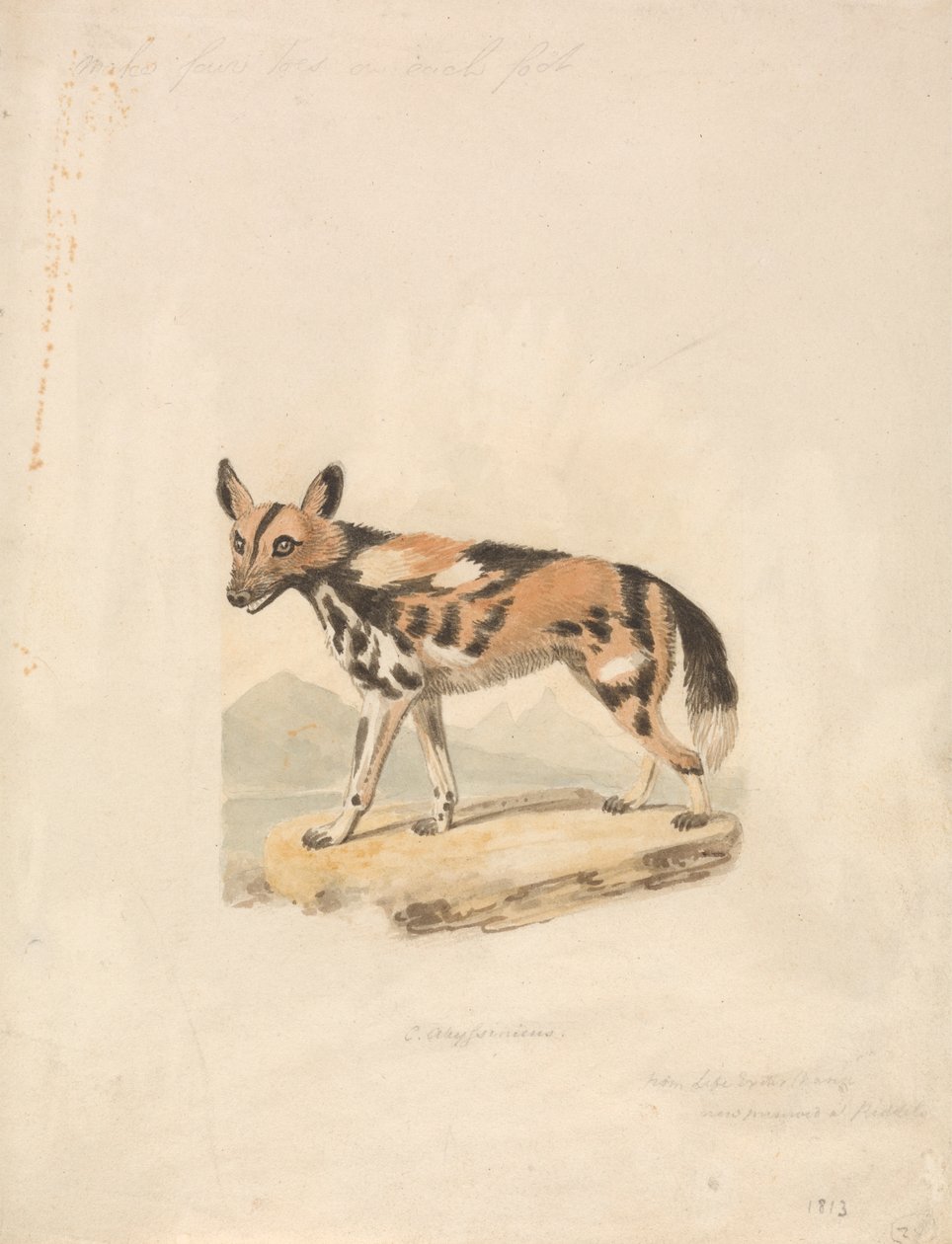 Cane abissino da Samuel Howitt