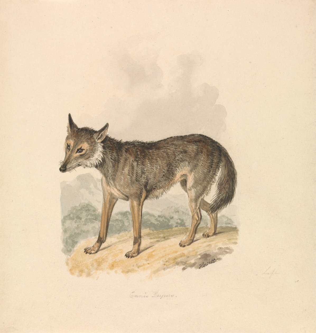 Canis Lupus, o Lupo Grigio da Samuel Howitt