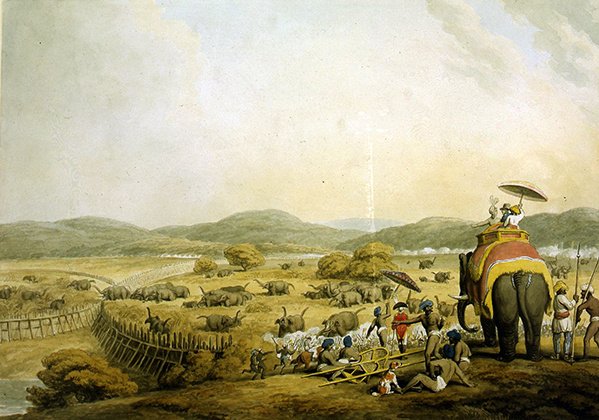 Guidare gli elefanti in un Keddah (acquerello su carta) da Samuel Howitt
