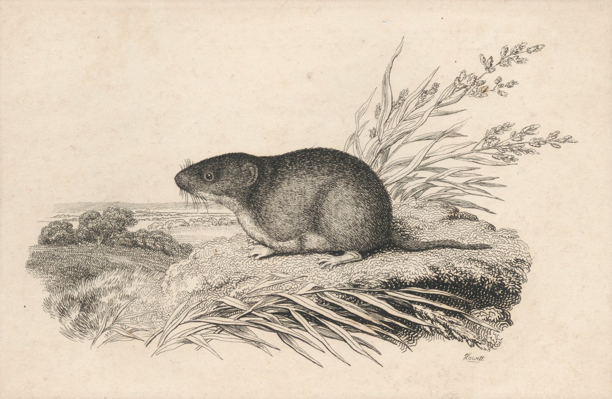 Ondatra da Samuel Howitt