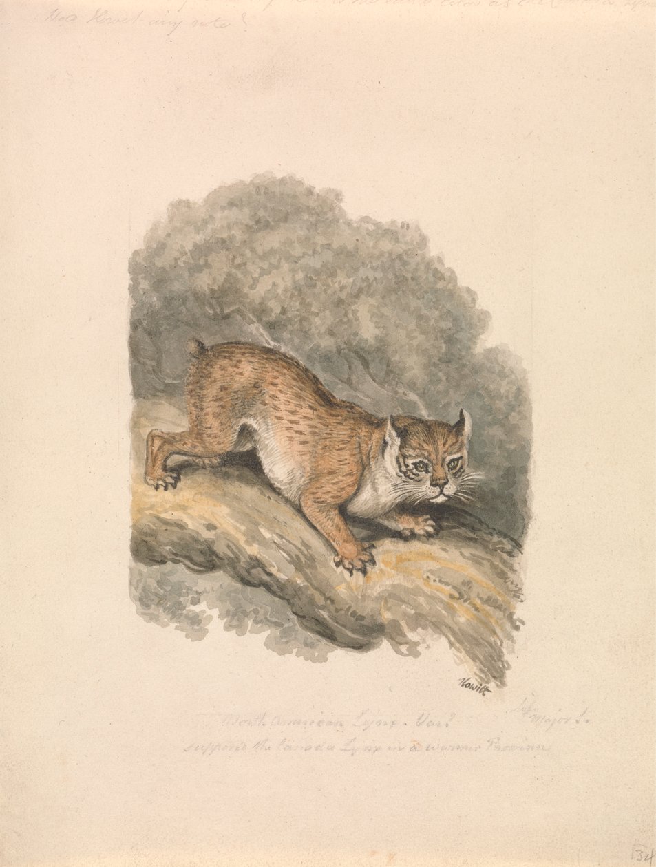 Lince nordamericana da Samuel Howitt