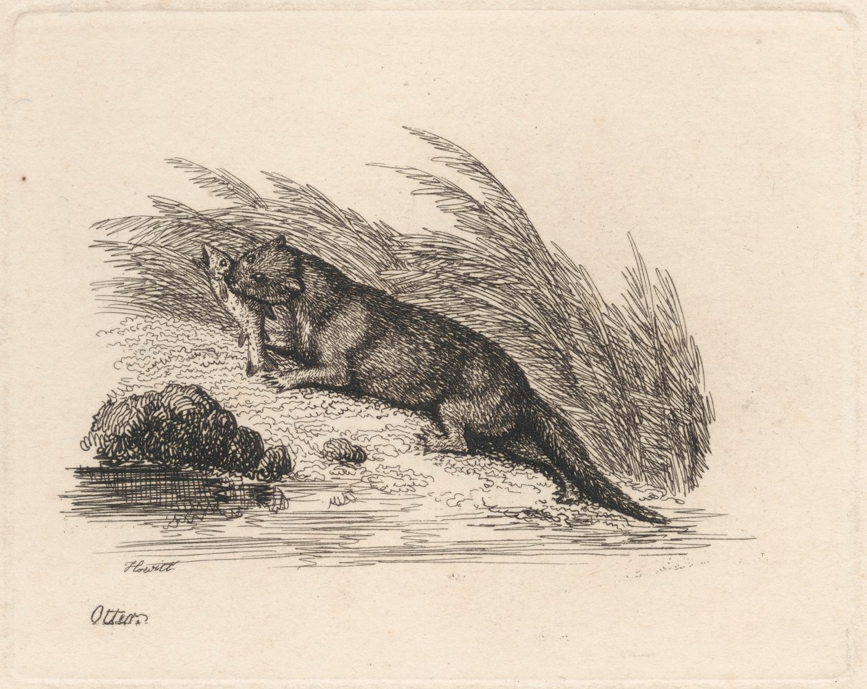 Lontra da Samuel Howitt