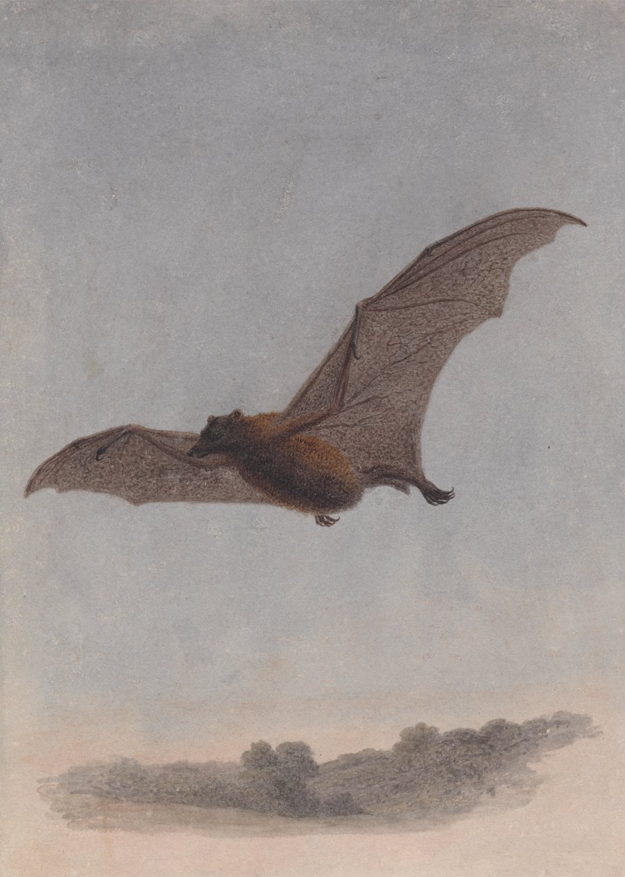 Studio di un pipistrello vampiro da Samuel Howitt