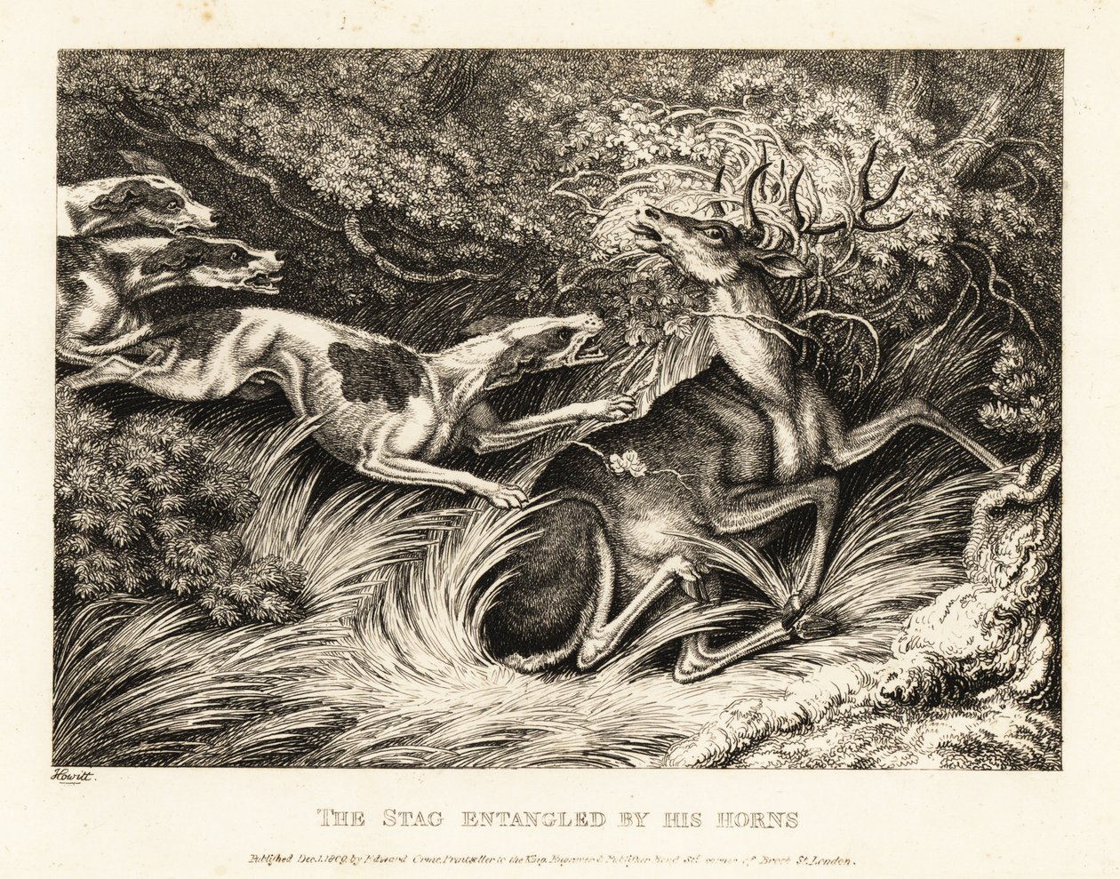 Tre segugi attaccano un cervo catturato per le corna. 1811 (incisione) da Samuel Howitt