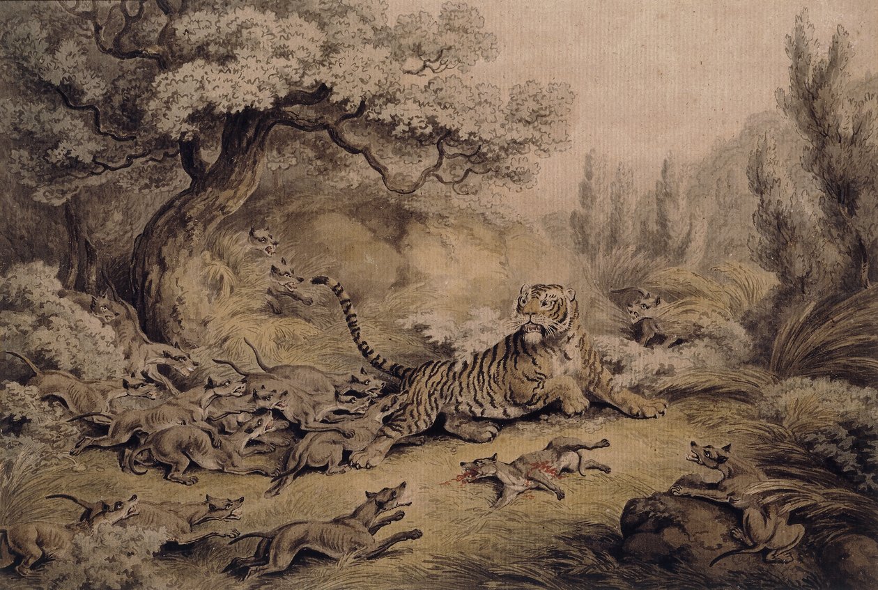Cani selvatici che attaccano una tigre da Samuel Howitt