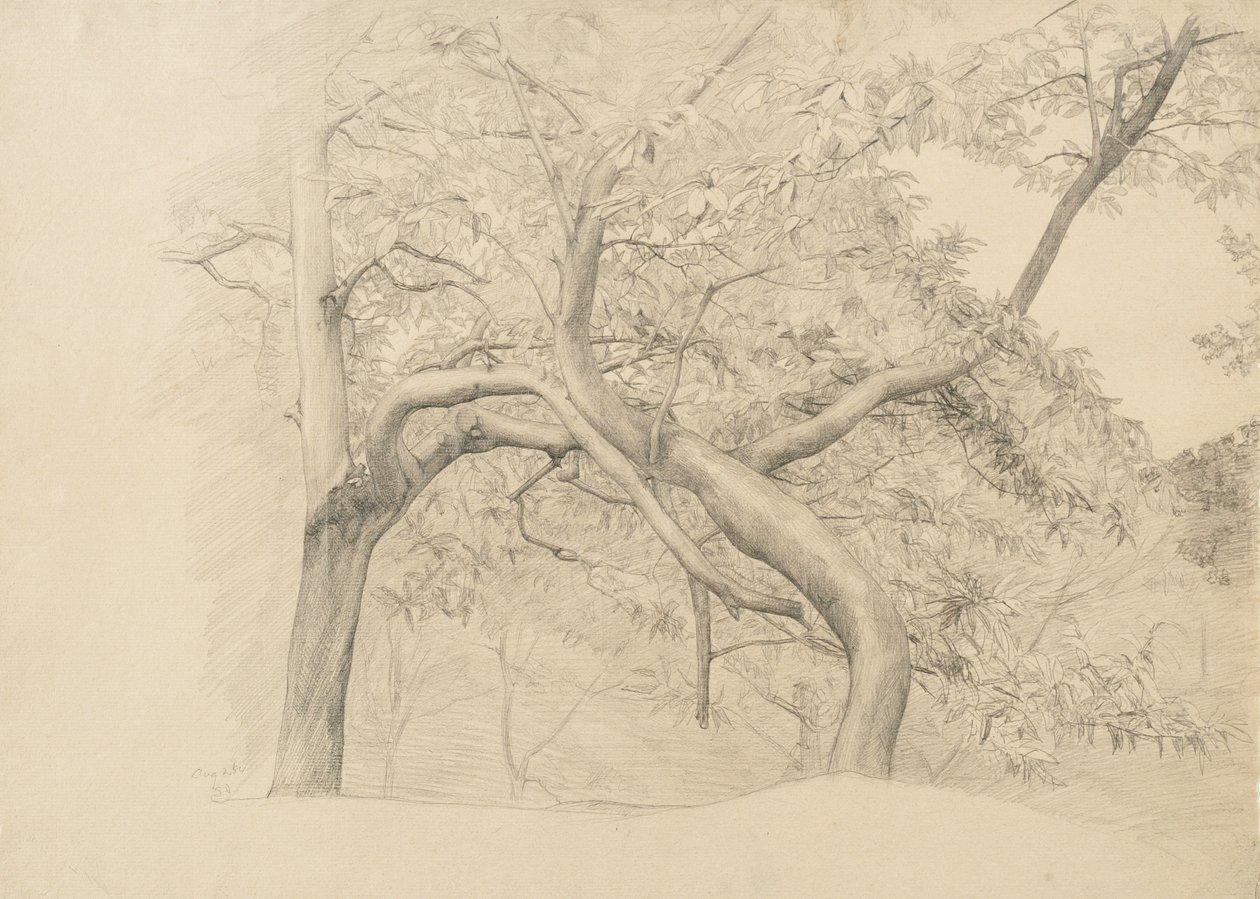 Boschetto di alberi in fogliame, 1884 da Samuel Isham