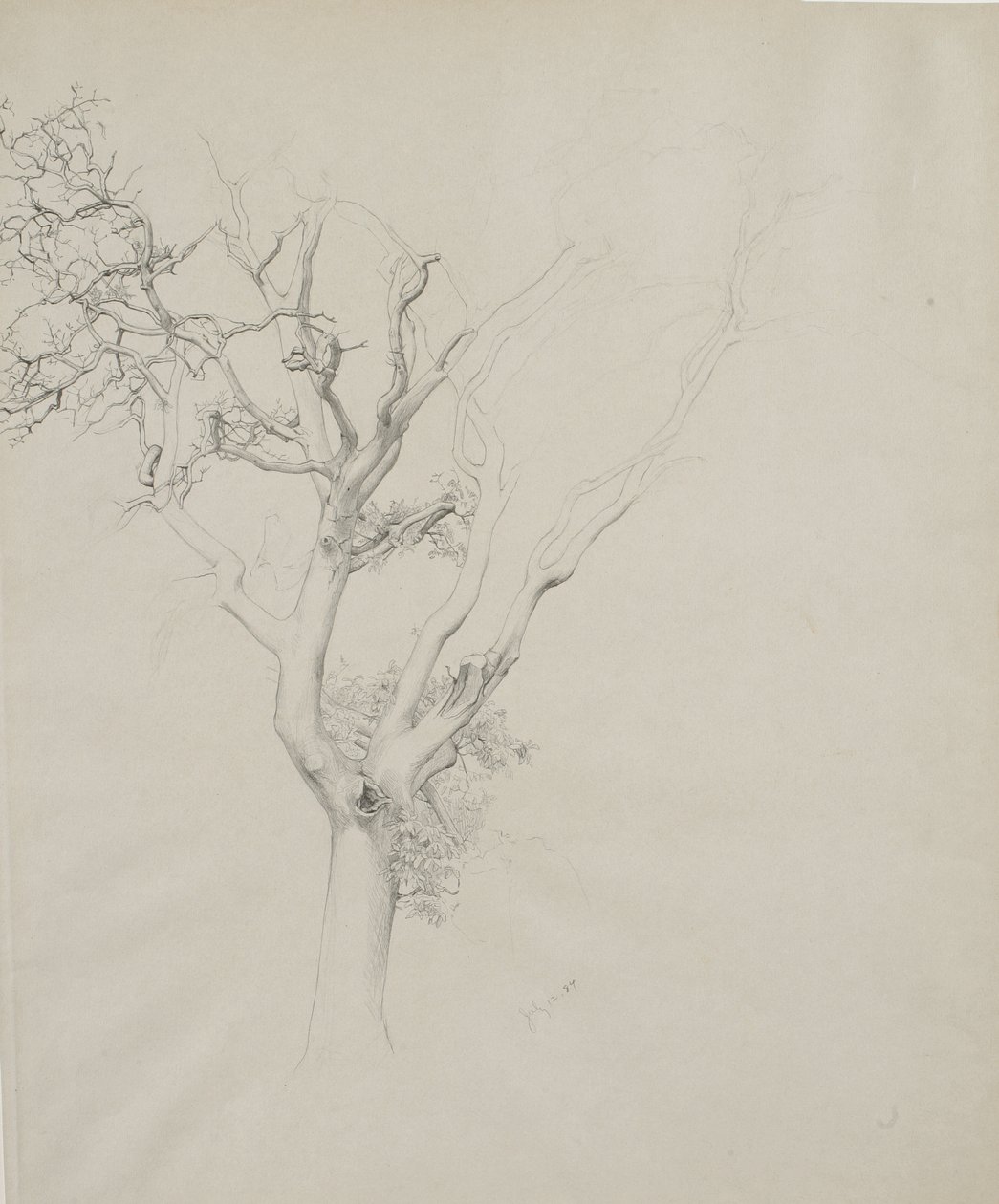 Studio di albero, 1884 da Samuel Isham