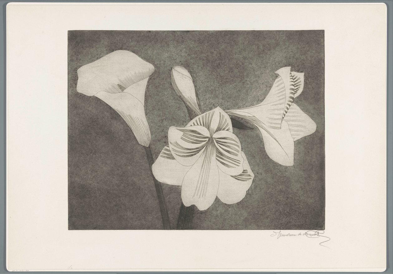 Amarillidi e calla da Samuel Jessurun de Mesquita (signed by artist)