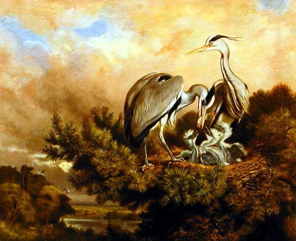 Aironi che nutrono i loro piccoli in un pino da Samuel John Carter