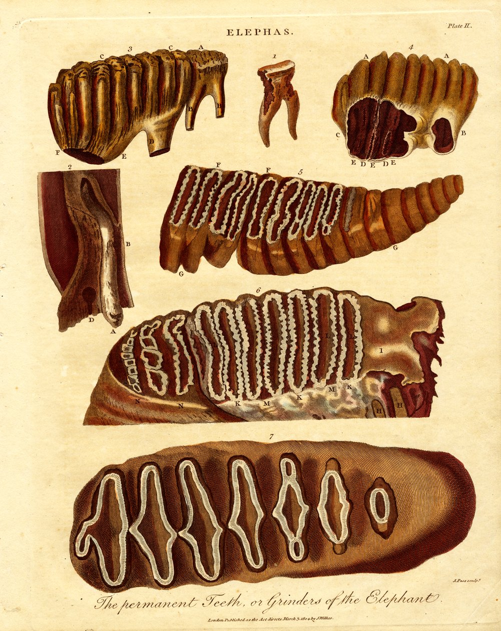 I denti permanenti, o macine dell