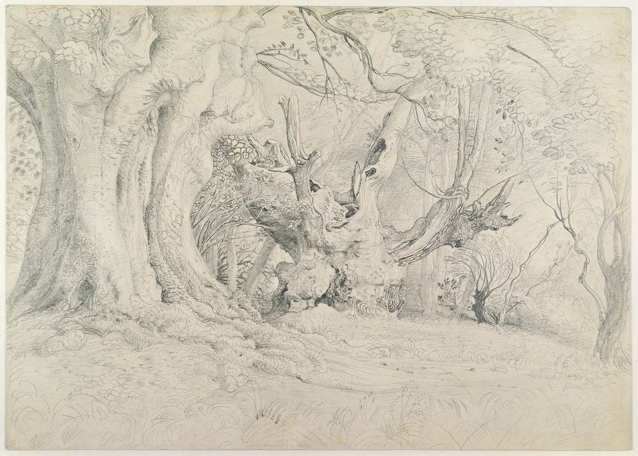 Alberi antichi, Lullingstone Park, 1828 da Samuel Palmer