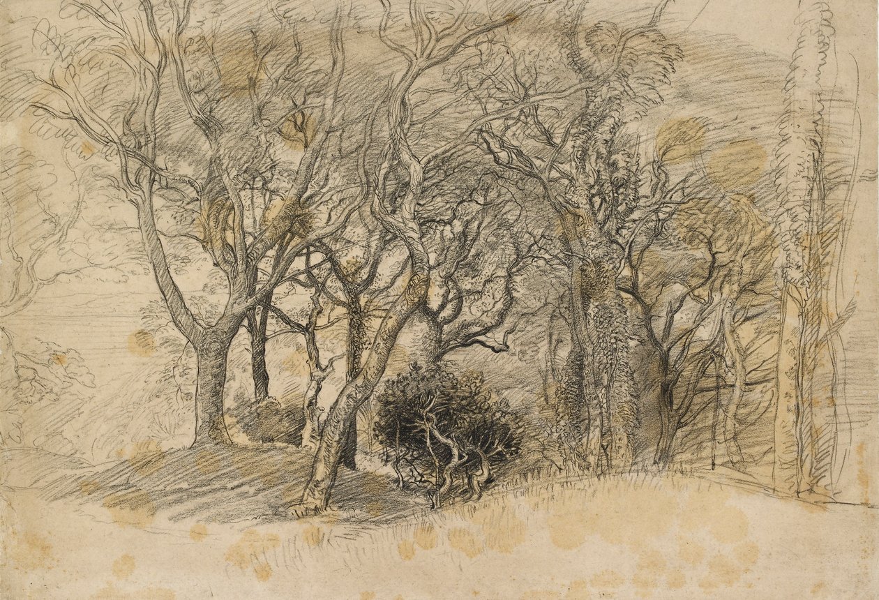 Studio di alberi, Clovelly Park, 1834 da Samuel Palmer