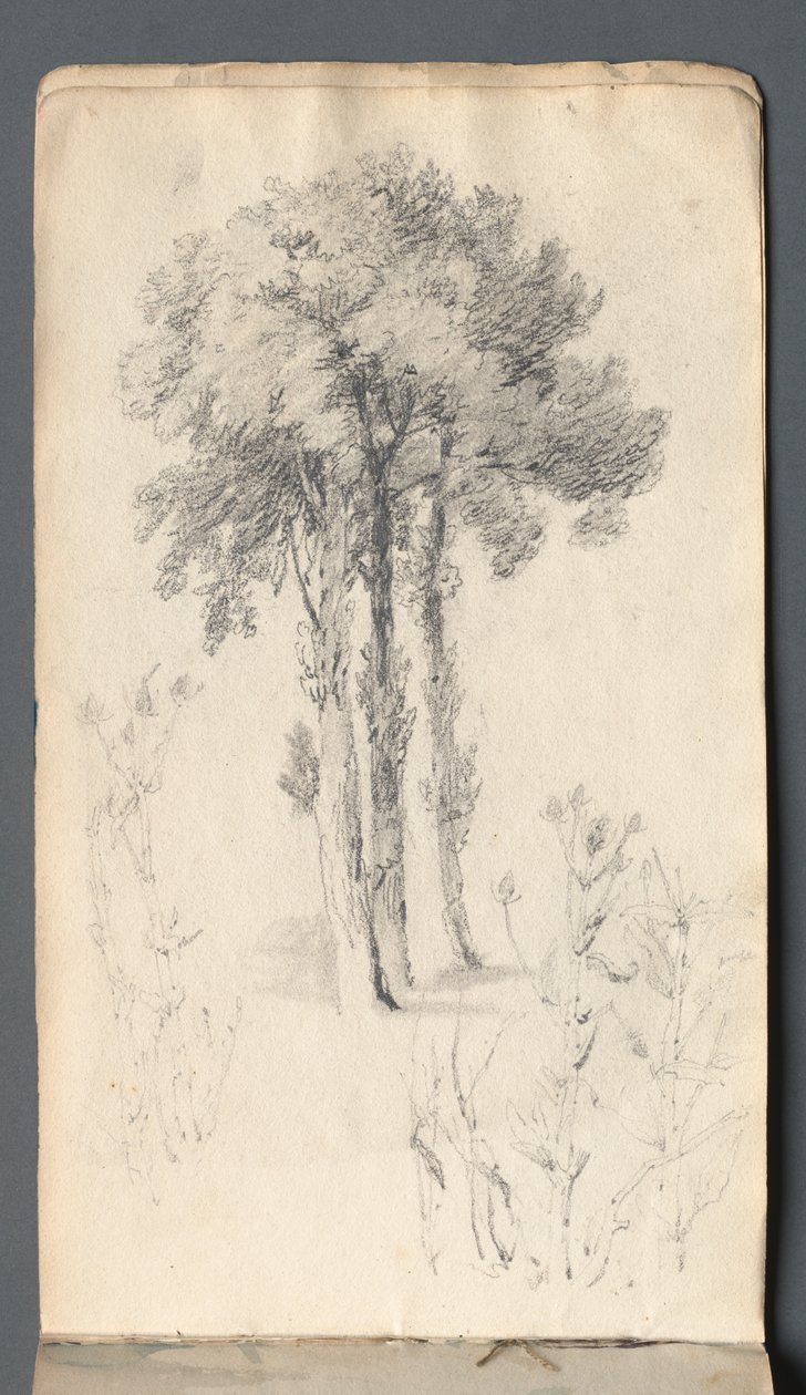 Taccuino: Studio di Albero da Samuel Prout