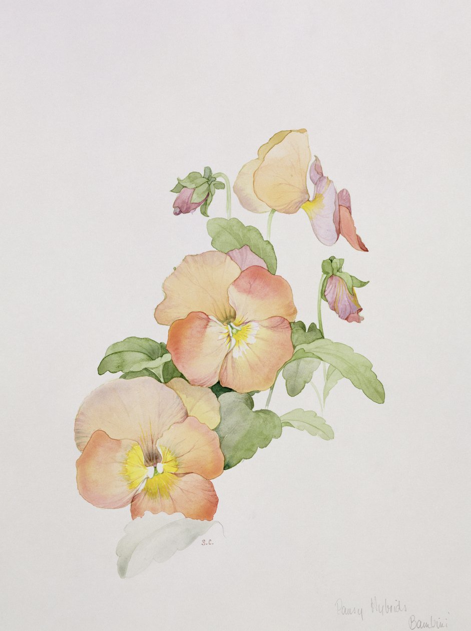 Ibridi di viola del pensiero Bambini da Sarah Creswell