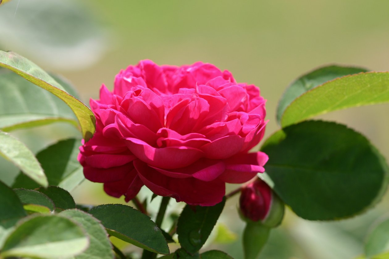 Garsington Rosa David Austin, 2009 da Sarah OToole