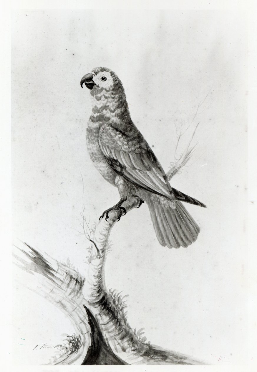 Un pappagallo, 1786 da Sarah Stone