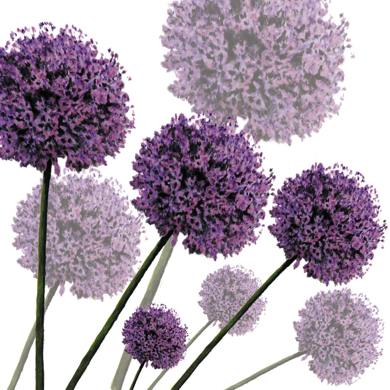 Allium Fernandez, 2004 da Sarah Hough
