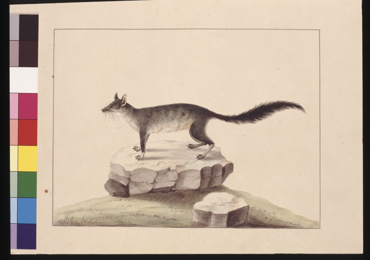 Pagina 10. Tapoa Tafa. Ora noto come Phascogale dalla coda a spazzola, c.1789-90 da Sarah Stone