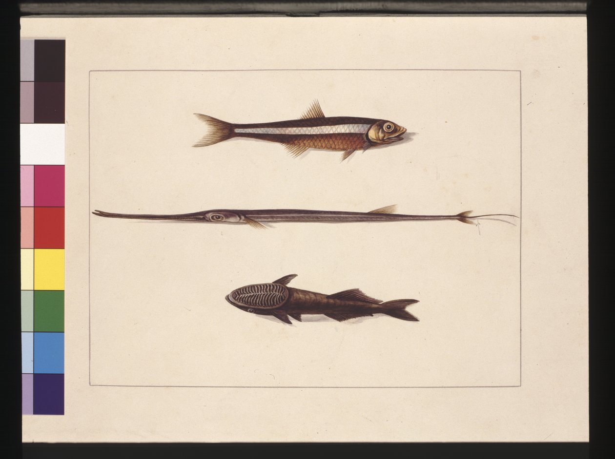 Pagina 13. Atherine, Tabacco, Pesce pipa, Pesce remora. Ora noto come Acciuga, Bocca di flauto e Pesce succhiatore, c.1789-90 da Sarah Stone
