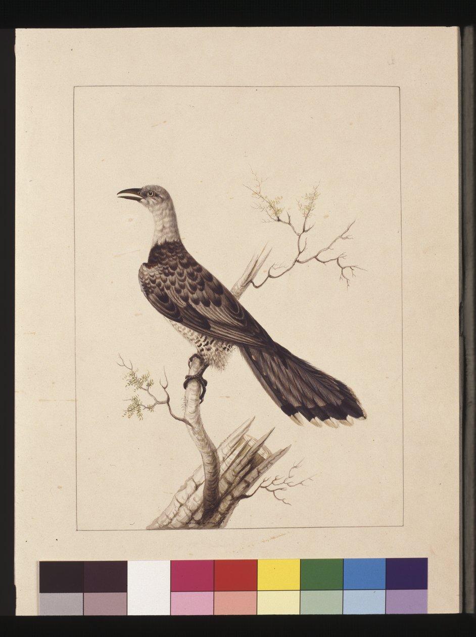 Pagina 1. Bucero anomalo: Firmato l.c. Sarah Smith. Ora noto come Cuculo dal becco a canale, c.1789-90 da Sarah Stone