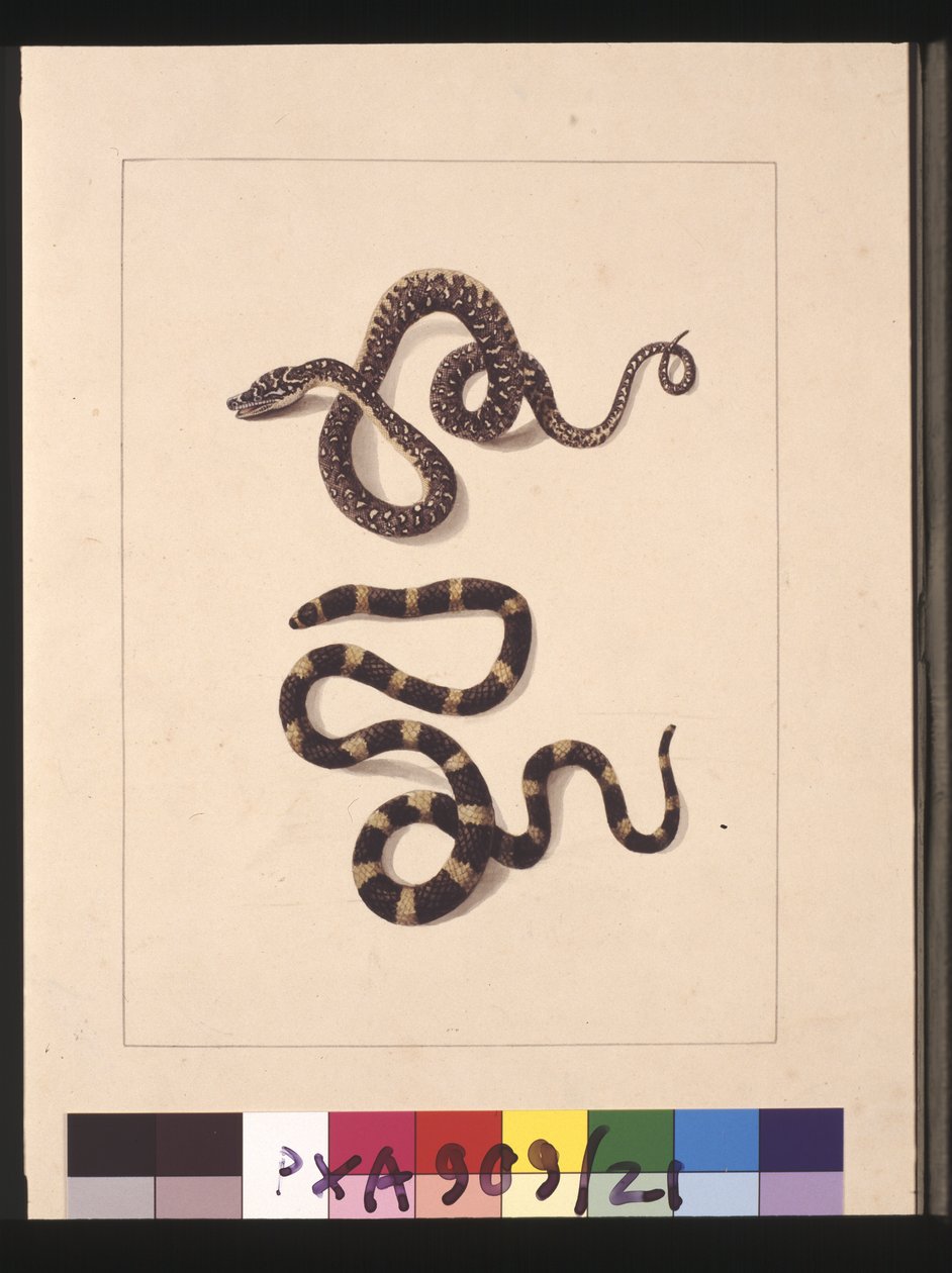 Pagina 21. Serpenti n. 1 e n. 2. Ora noto come giovane serpente diamante e bandy bandy, c.1789-90 da Sarah Stone