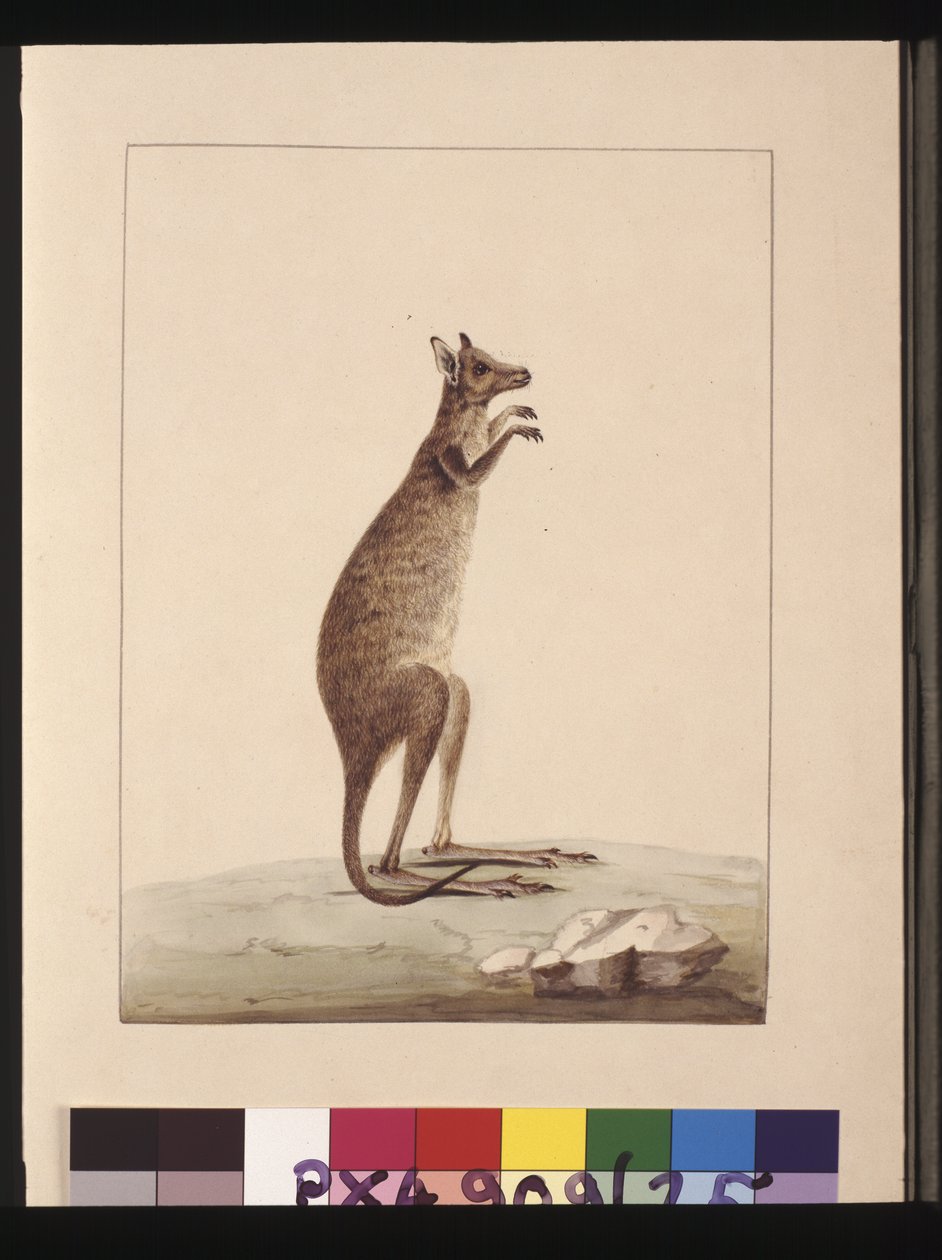 Pagina 25. Un Canguro. Ora conosciuto come Canguro. Sembra essere una copia di Sarah Stone di una tavola di Charles Catton Junr., c.1789-90 da Sarah Stone