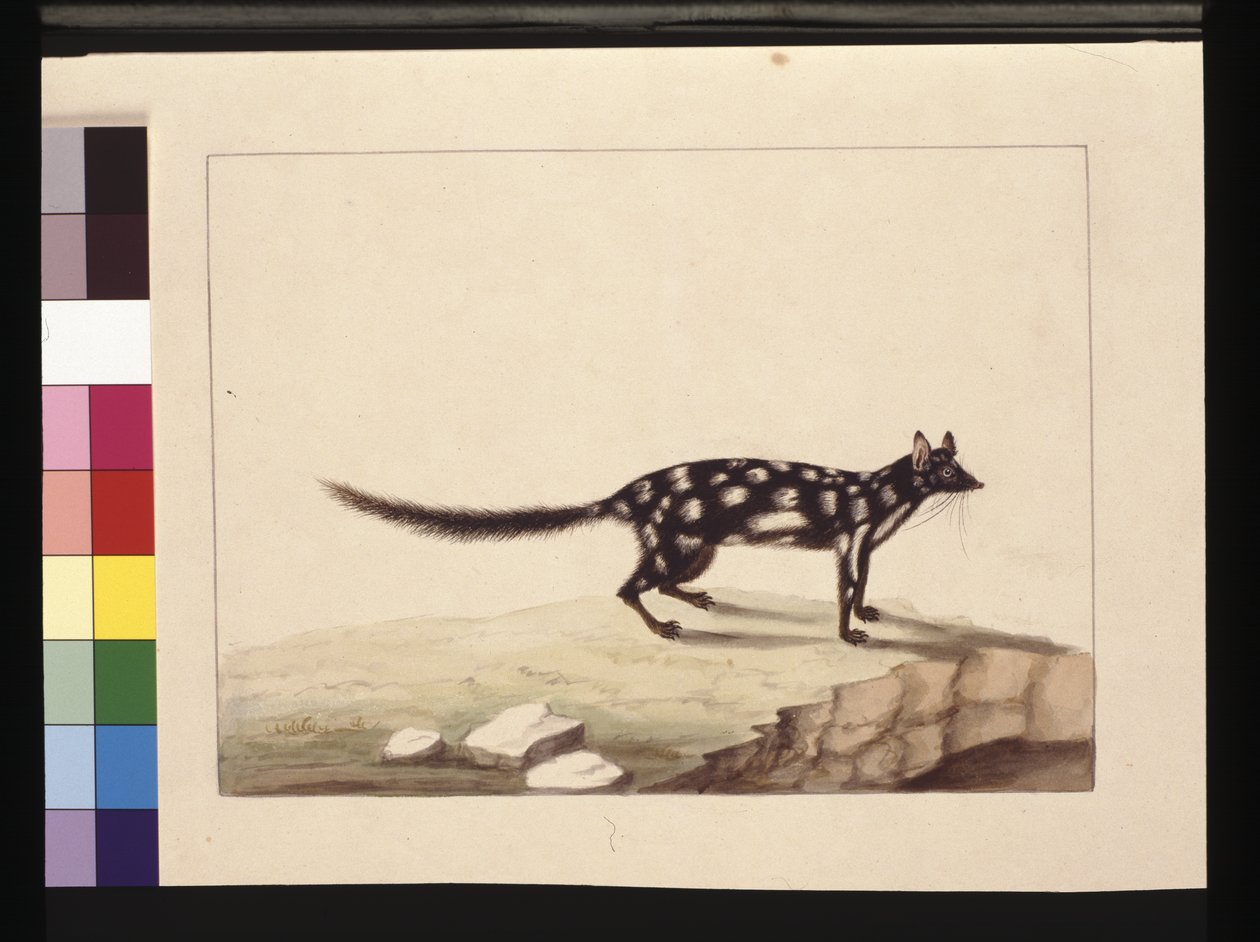 Pagina 28. Un Tapoa Tafa. Ora noto come Dasyurus quoll. Sembra essere una copia di Sarah Stone di una tavola di Charles Catton Junr., c.1789-90 da Sarah Stone