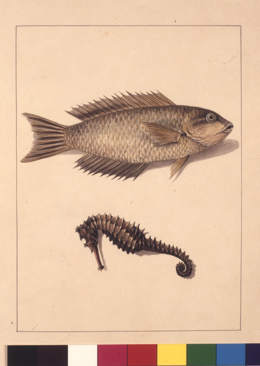 Pagina 2. Labrus Ciprinaceo e Ippocampo. Ora conosciuti come Pesce Pappagallo e Cavalluccio Marino, c.1789-90 da Sarah Stone