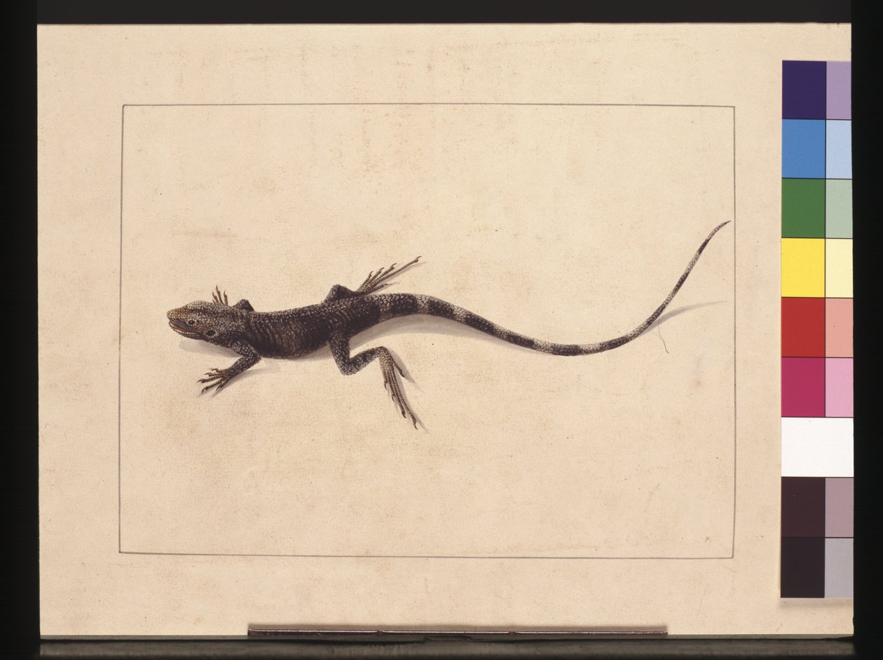 Pagina 31. Lucertola muricata. Ora noto come drago degli alberi, c.1789-90 da Sarah Stone