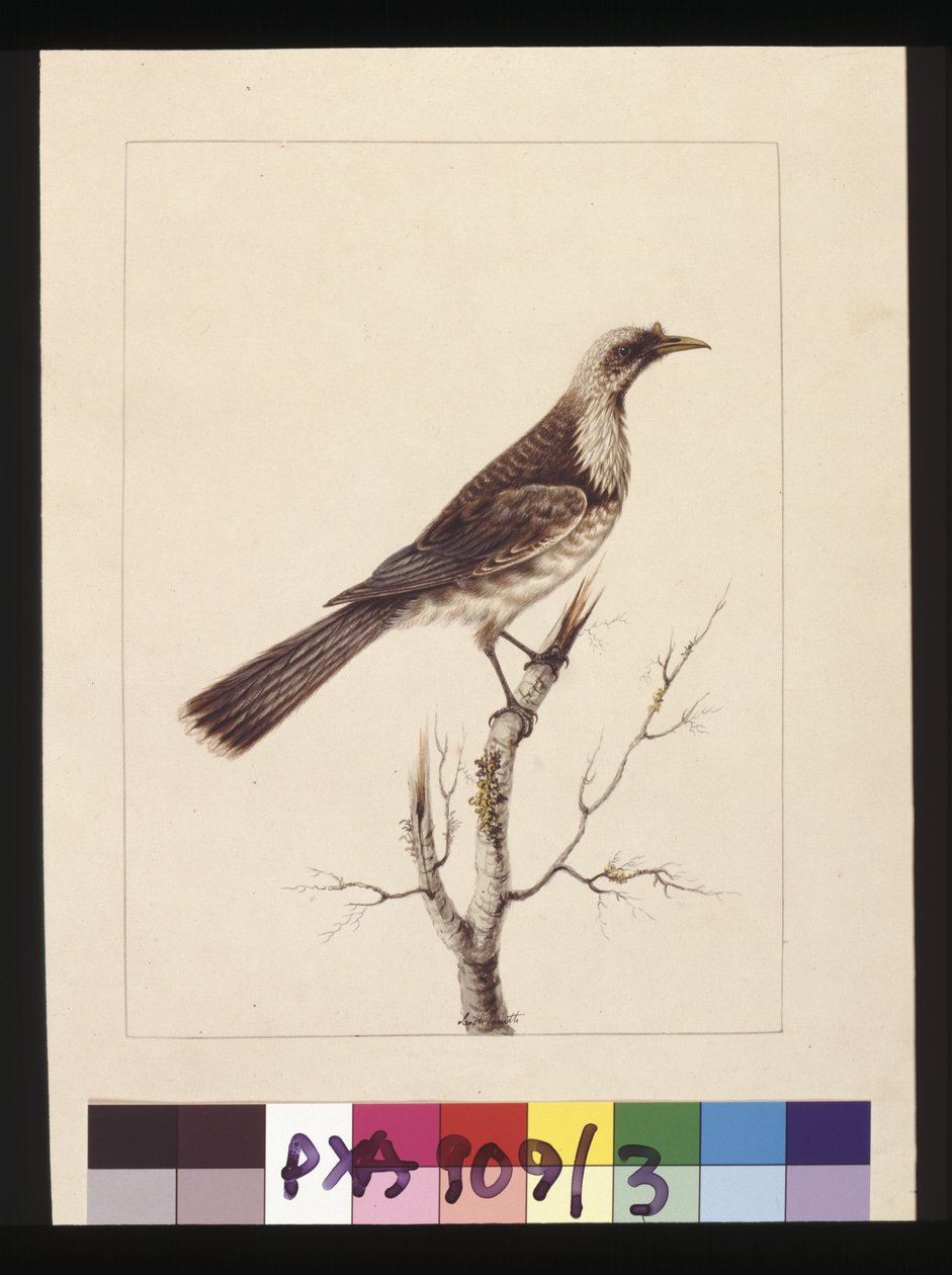 Pagina 3. Knob, Fronted Bee Eater: Firmato l.c. Sarah Smith. Ora conosciuto come un uccello frate, c.1789-90 da Sarah Stone